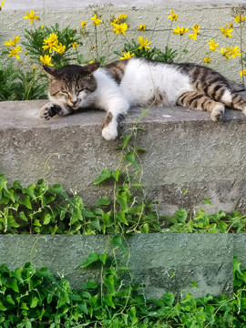 阳光下的猫猫