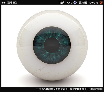 眼球三维3D模型