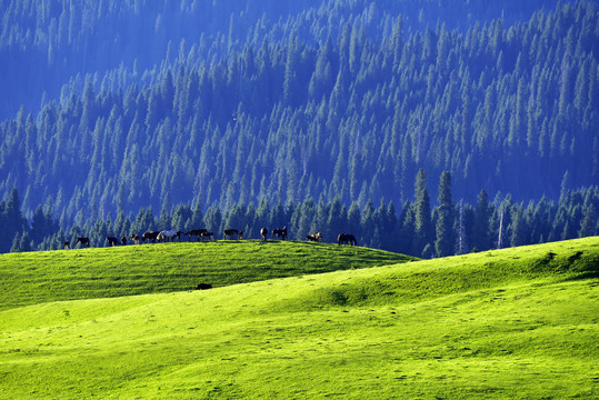 蓝色山谷绿色草原