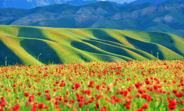 新疆伊犁草原红花