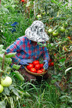 农民正在摘西红柿