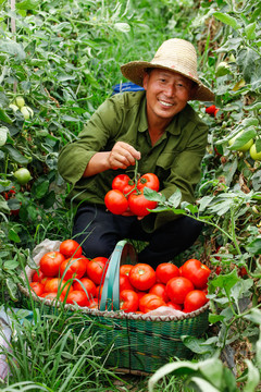 农民手上拿着西红柿
