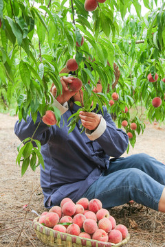 农民正在摘桃子