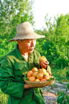农民正在吃黄油桃