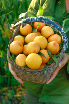 农民手上抱着一筐黄油桃