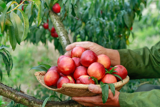 农民手上抱着一筐红油桃