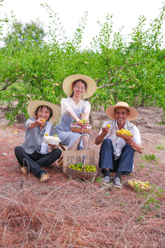 农民手上拿着新鲜冰糖李