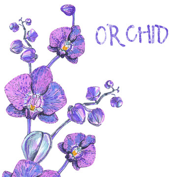 手绘紫色兰花插图