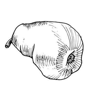 黑白梨子素描插圖