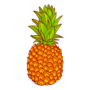 新鲜菠萝插图