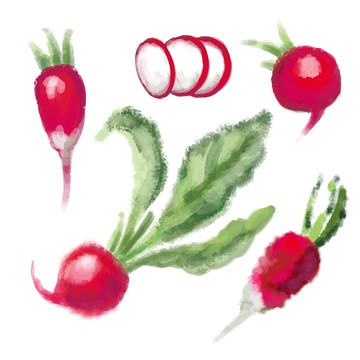 甜菜根水彩插圖