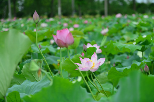 荷花