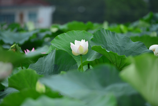 荷花