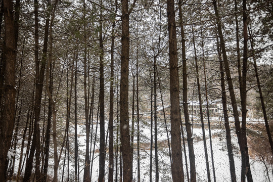 森林树木枝头压满积雪