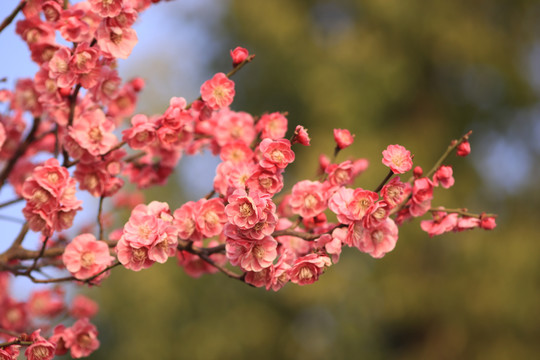 樱花