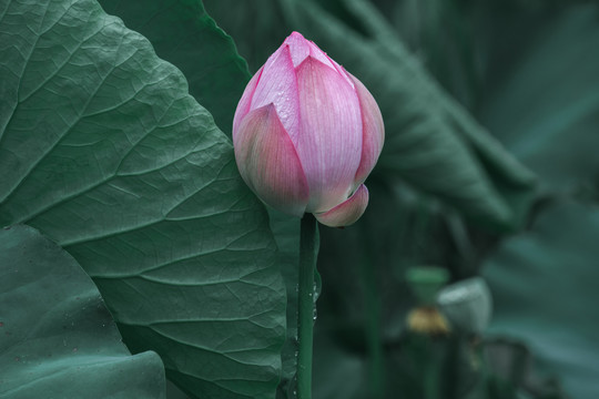 雨后荷花