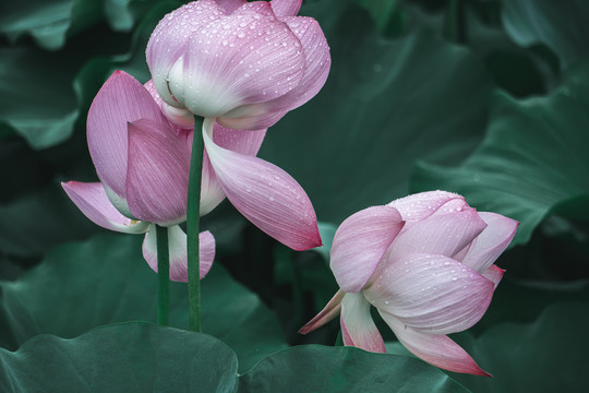 雨后荷花