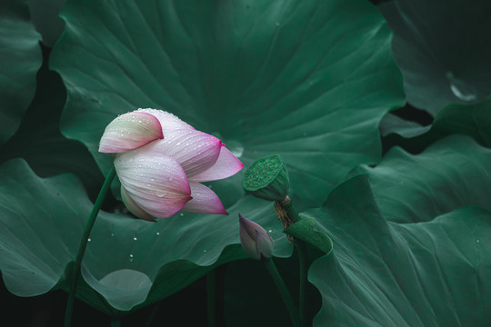 雨后荷花