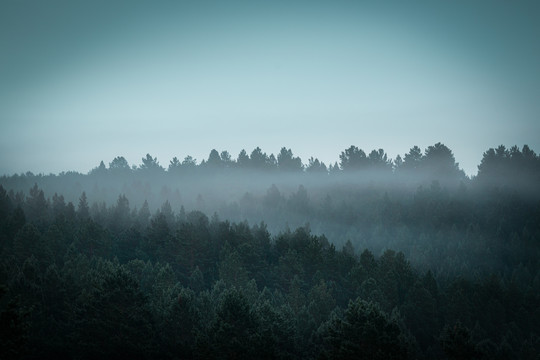 红花尔基樟子松森林雾景