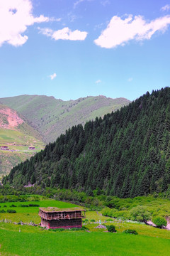 高原山间里的青稞地