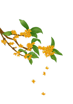 植物桂花飄落