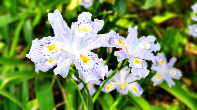 淡紫色花朵
