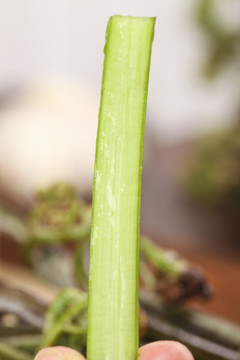 手里着切开的蕨菜