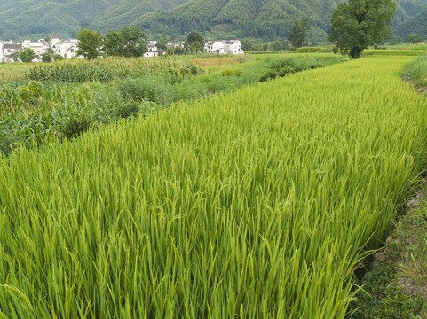 皖南古村卢村