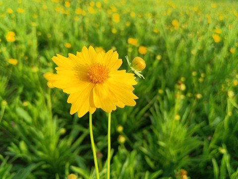 金鸡菊