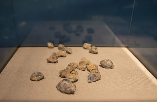 小海蛤化石