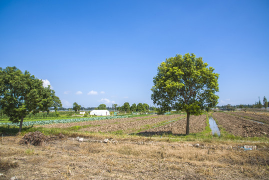 田园田野农田蔬菜种植地