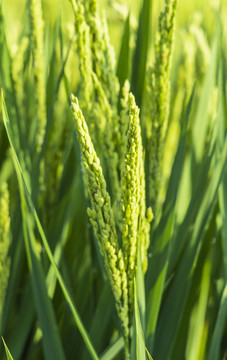 夏天即将成熟的水稻稻穗