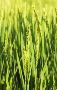夏天即将成熟的水稻稻穗
