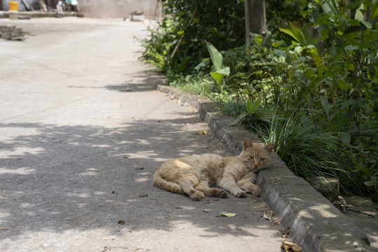 农村家猫橘猫