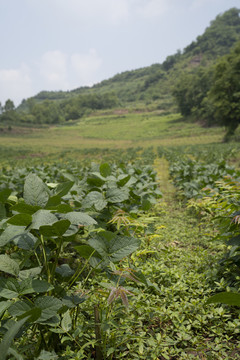 大豆种植基地