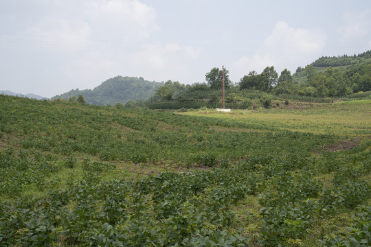 农村大豆种植地