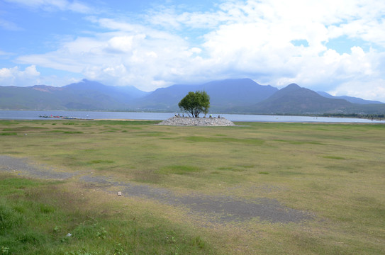 湿地草原