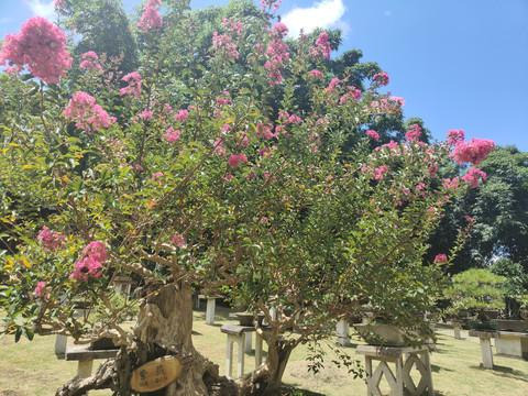 花草树木公园