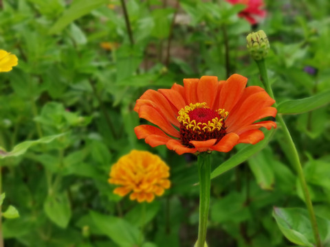 花海特写橙色的百日菊