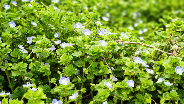 小草和野花