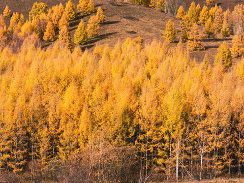秋季金色森林