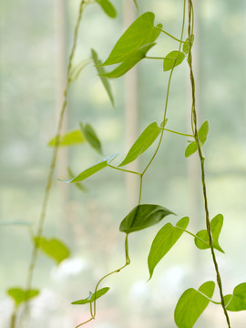 植物绿叶背景素材