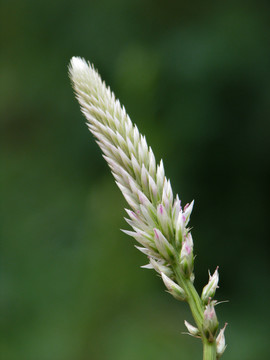 野生青葙的开花期