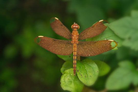 蜻蜓