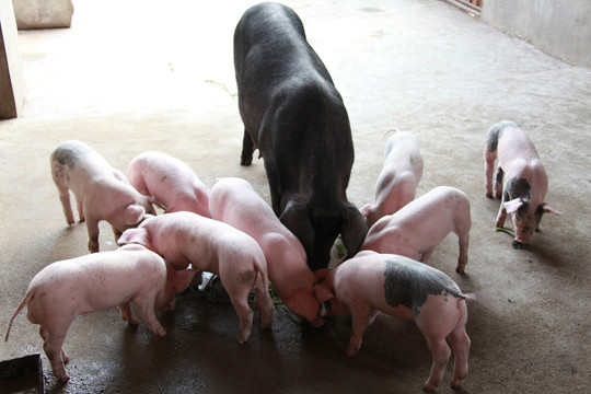 猪圈母猪与小猪