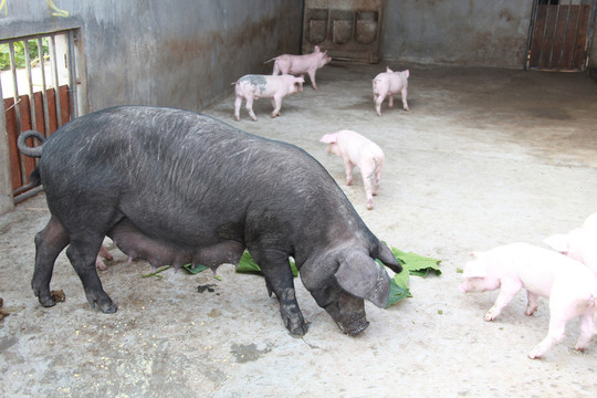 猪圈里母猪与小猪