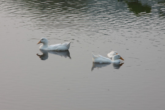 水上白鸭