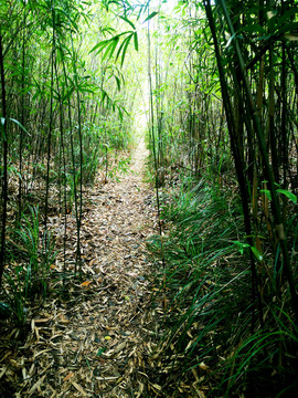 竹林土路