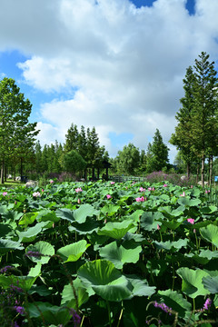 夏日風(fēng)光