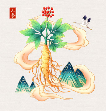 中草药人参插画手绘